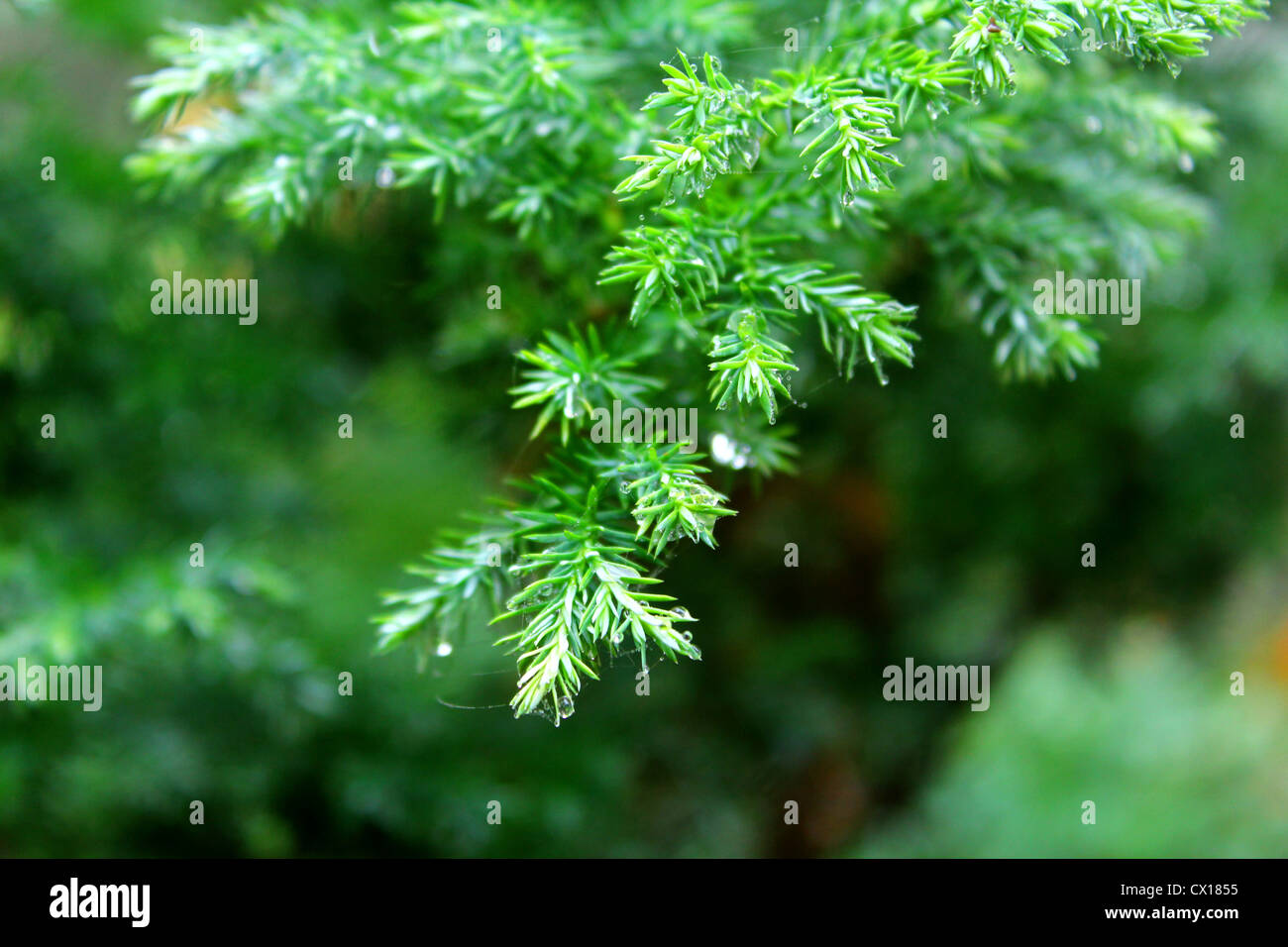 Verde di pini foglie. Soft focus. Foto Stock