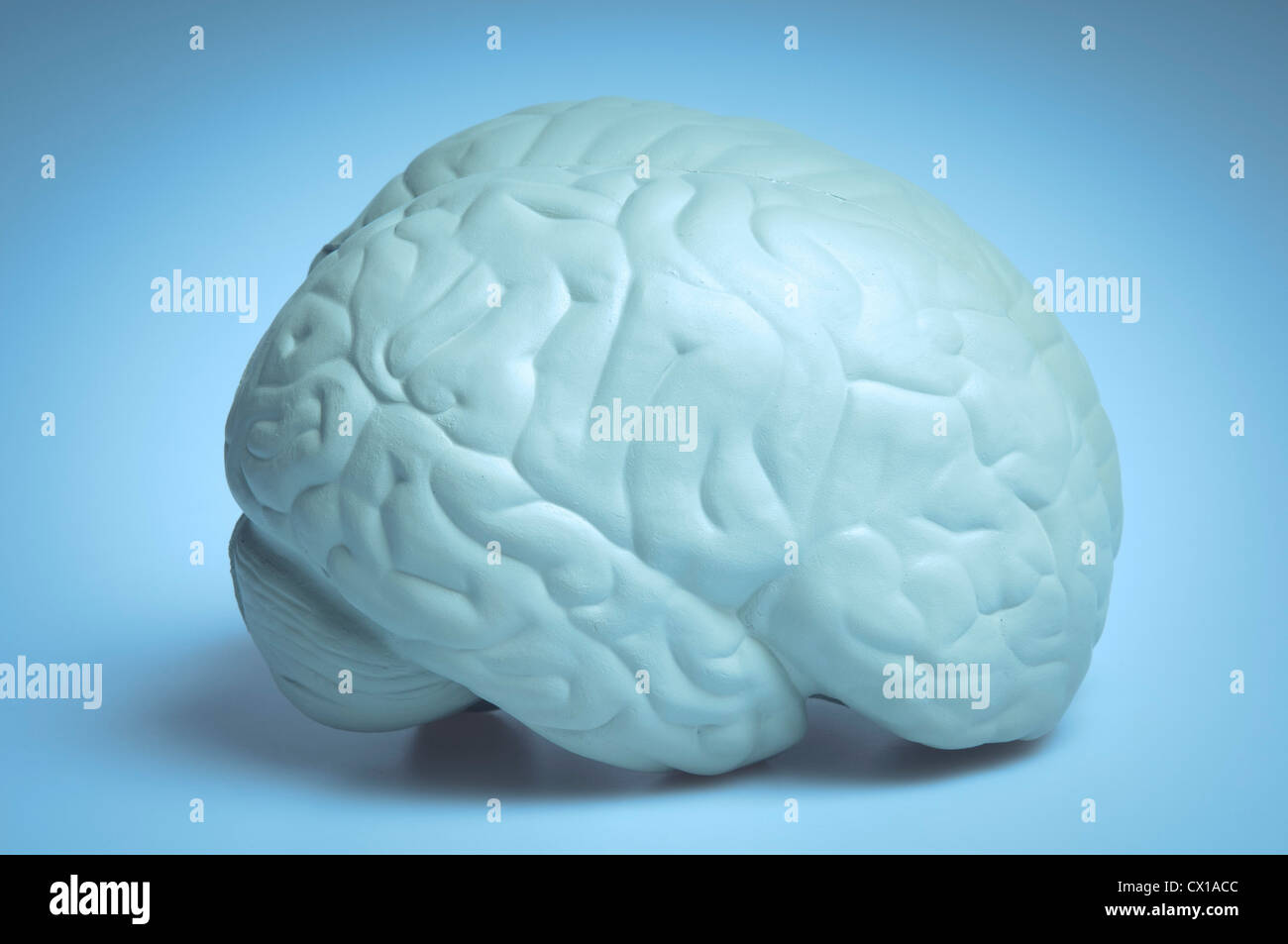 Cervello umano modello in plastica Foto Stock