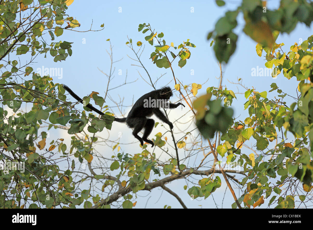 Foglia Nera monkey saltando attraverso gli alberi di Pangandaran National Park, West Java Foto Stock