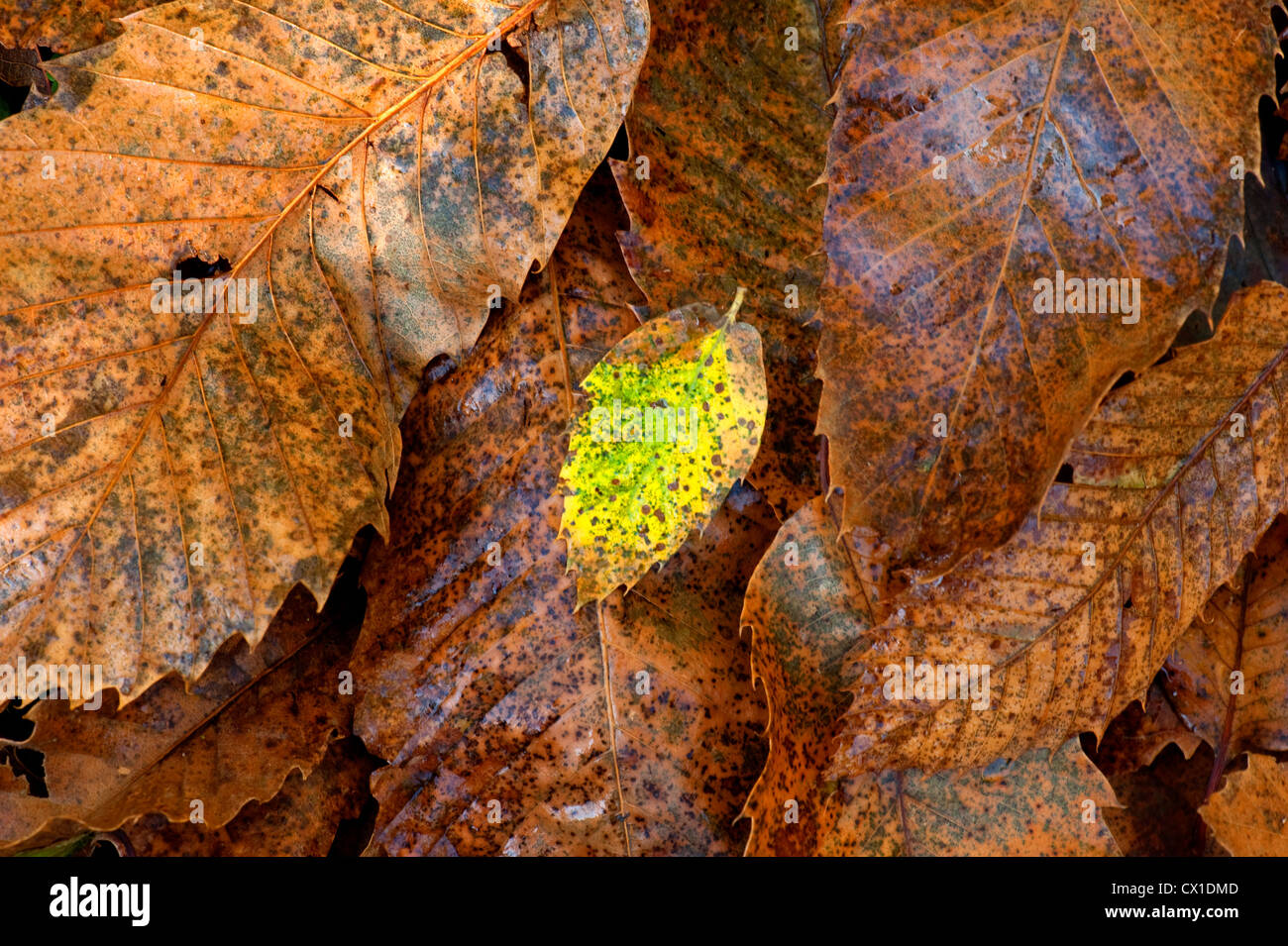 Foglie di faggio sul pavimento del bosco di Fagus sylvatica Ranscombe Farm Riserva Naturale Kent REGNO UNITO marrone e verde Foto Stock