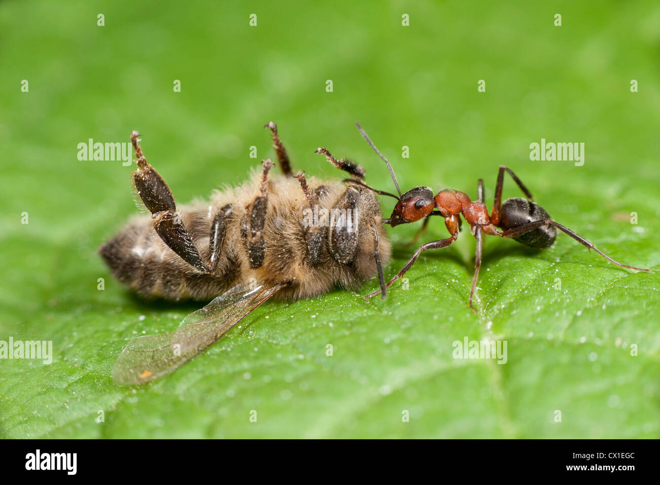 Legno Ant trascinando un punto morto Honey Bee Apis mellifera Kent REGNO UNITO Foto Stock