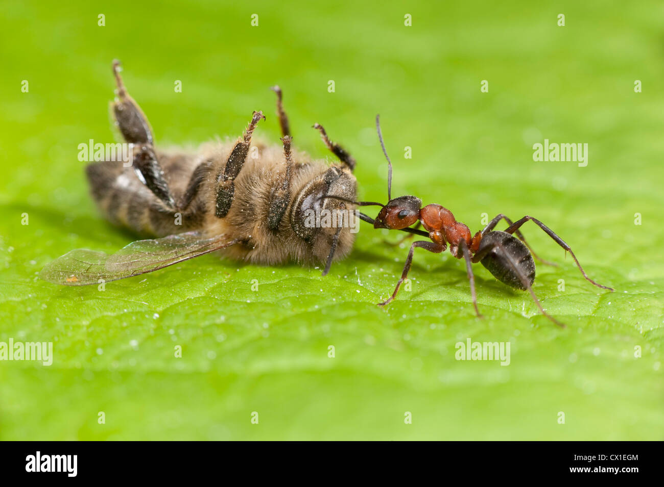 Legno Ant trascinando un punto morto Honey Bee Apis mellifera Kent REGNO UNITO Foto Stock