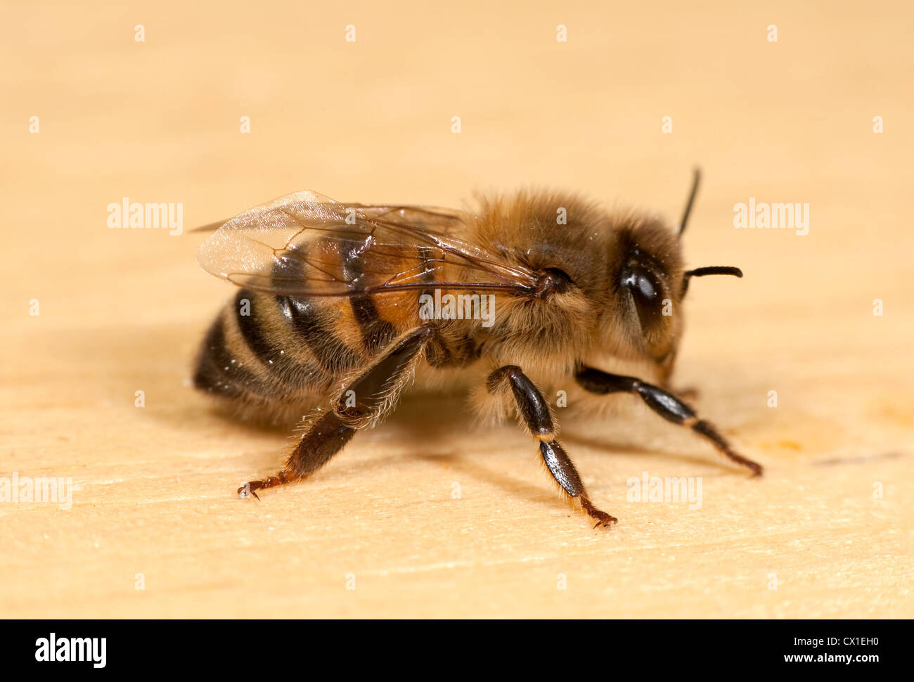 Close up di lavoratore Honey Bee Apis mellifera Kent REGNO UNITO Foto Stock