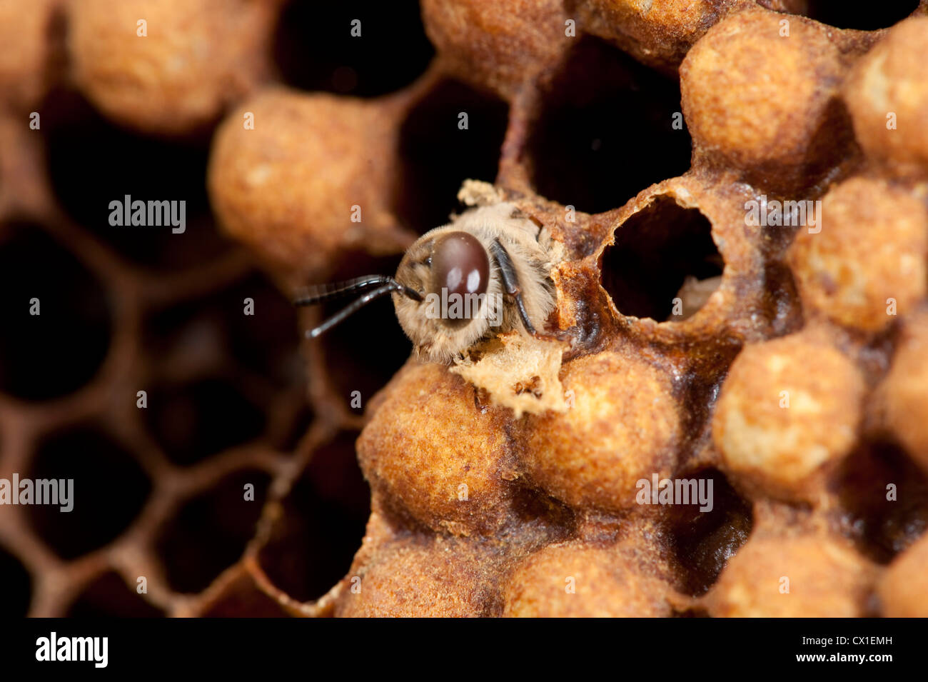Nuova Regina Honey Bee schiusa da queen cella all'interno di alveare Apis mellifera Kent REGNO UNITO Foto Stock