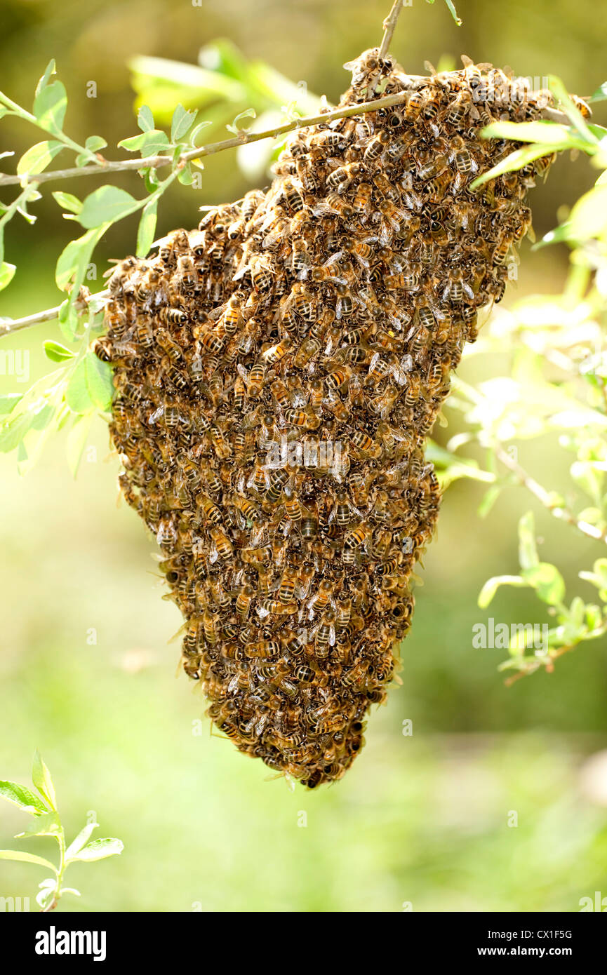Il miele delle api sciamare sul vicino a ramo di albero da hive Apis mellifera Kent REGNO UNITO Foto Stock