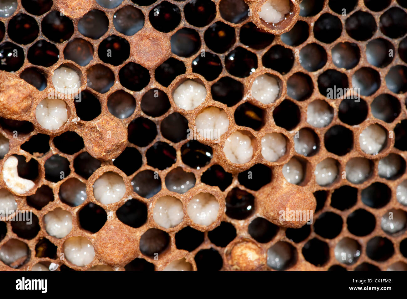 Drone larve Honey Bee Apis mellifera Kent REGNO UNITO Foto Stock