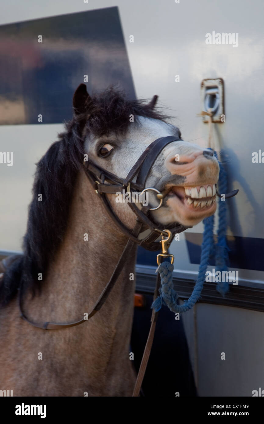 Happy pony presso il North Norfolk Horse Show Foto Stock
