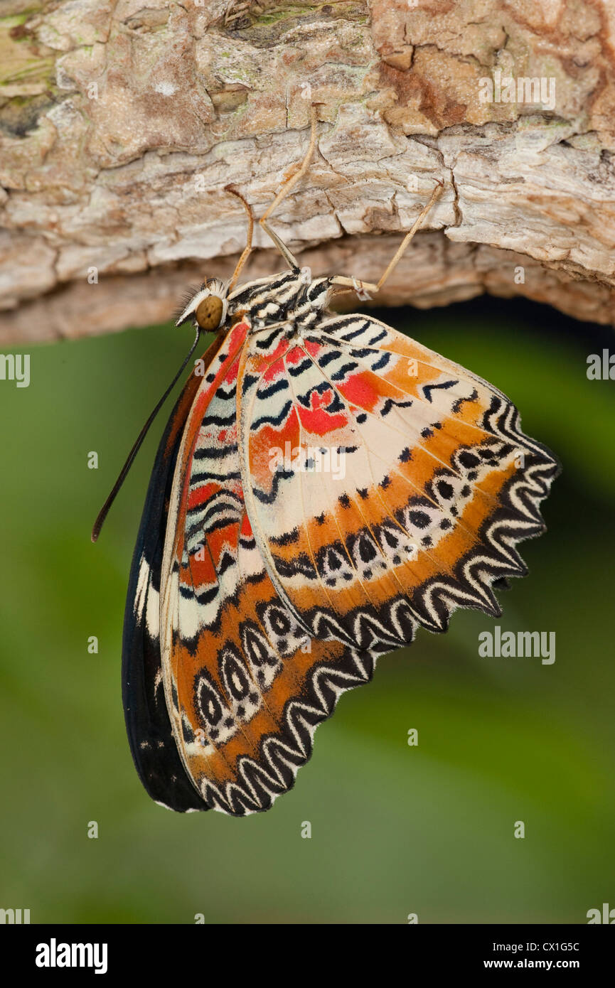 Lacewing Butterfly Cethosia biblis Asia del Sud appeso ali di essiccamento dopo la schiusa modellato la foresta pluviale colorati Foto Stock