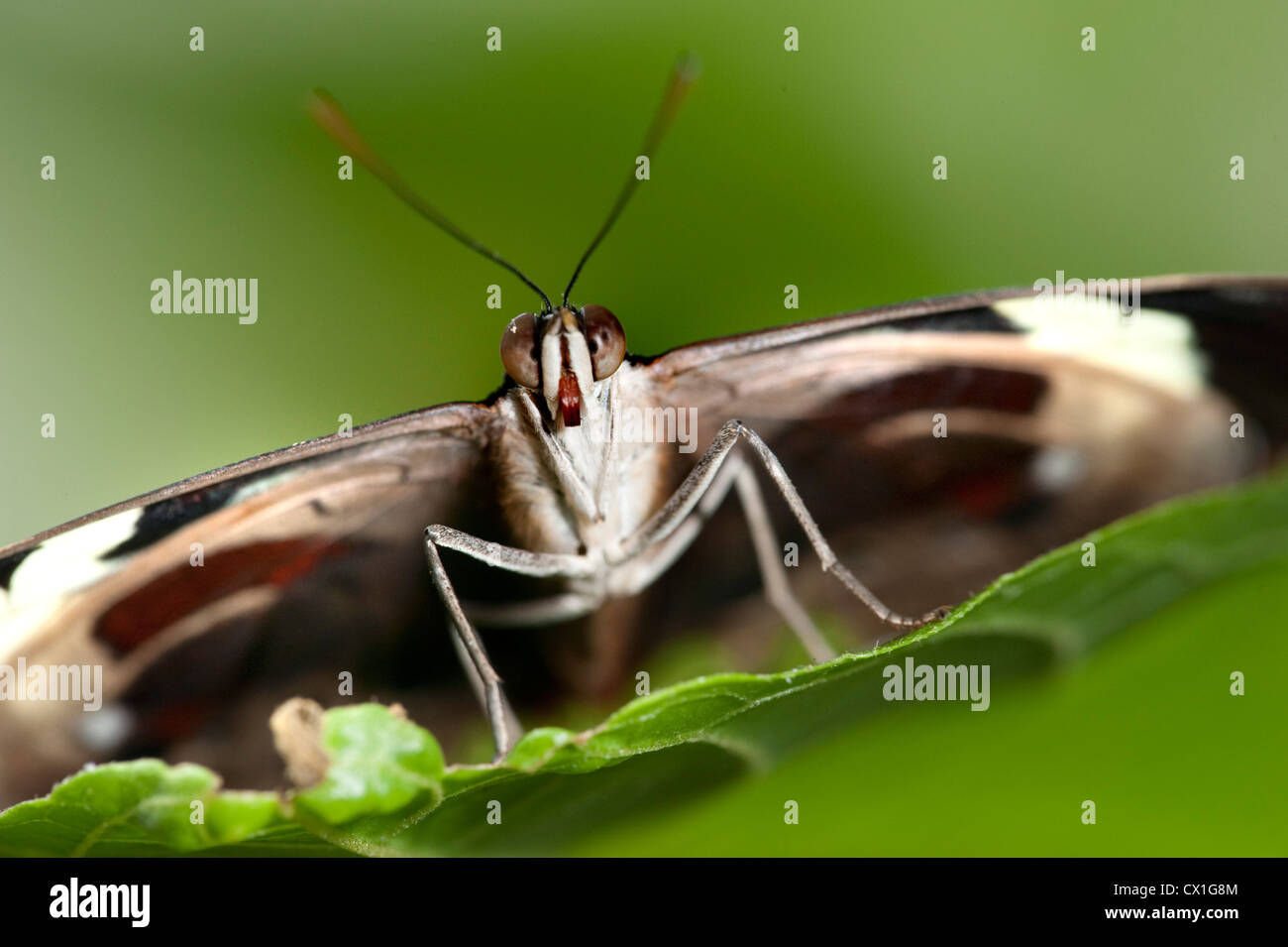 Grande Eggfly Hypolimnas bolina Asia del sud guardando verso l'alto il lato inferiore delle ali faccia gambe di antenne Foto Stock