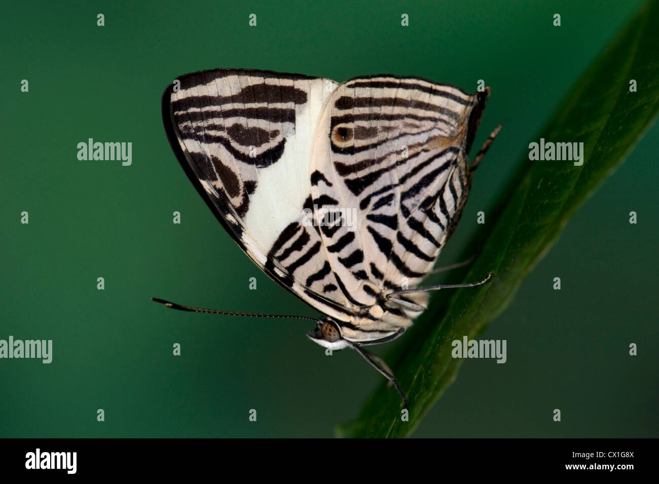 La bellezza di Dirce Butterfly Colobura dirce Nymphalidae America Centrale Foto Stock