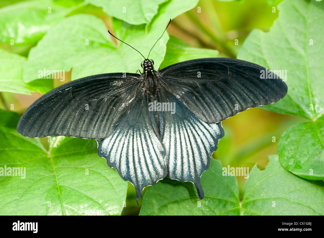 Scarlet coda forcuta Papilio rumanzovia Asia del Sud i colori blu e nero giungla foresta pluviale Foto Stock
