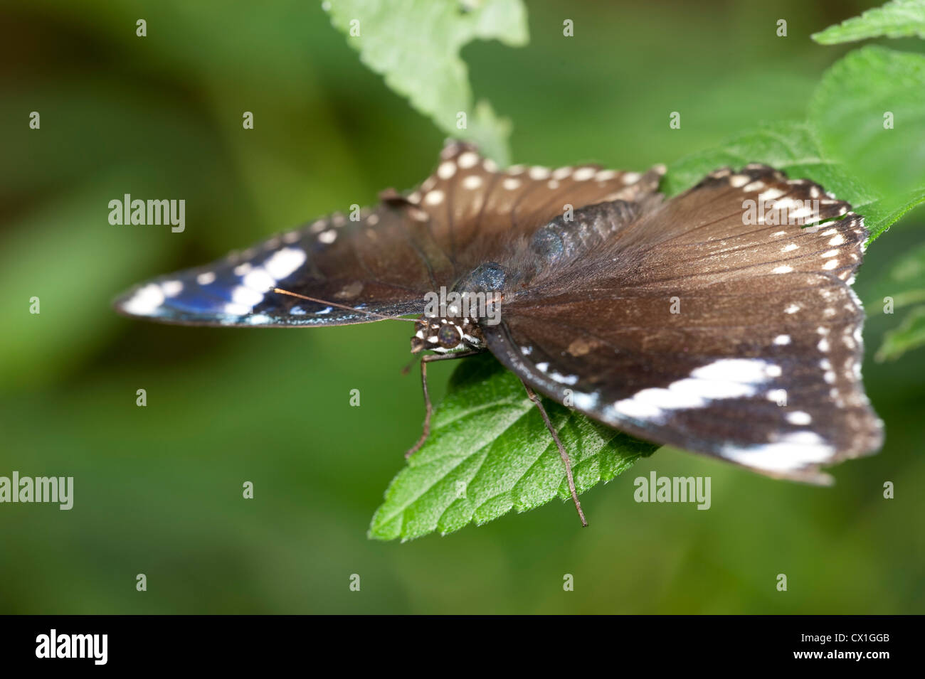 Blue Butterfly Diadem Hypolimnas salmacis Africa in appoggio con le ali libera femmina Foto Stock