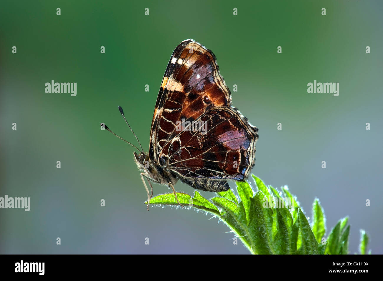 Mappa Butterfly Araschnia levana specie europee Foto Stock