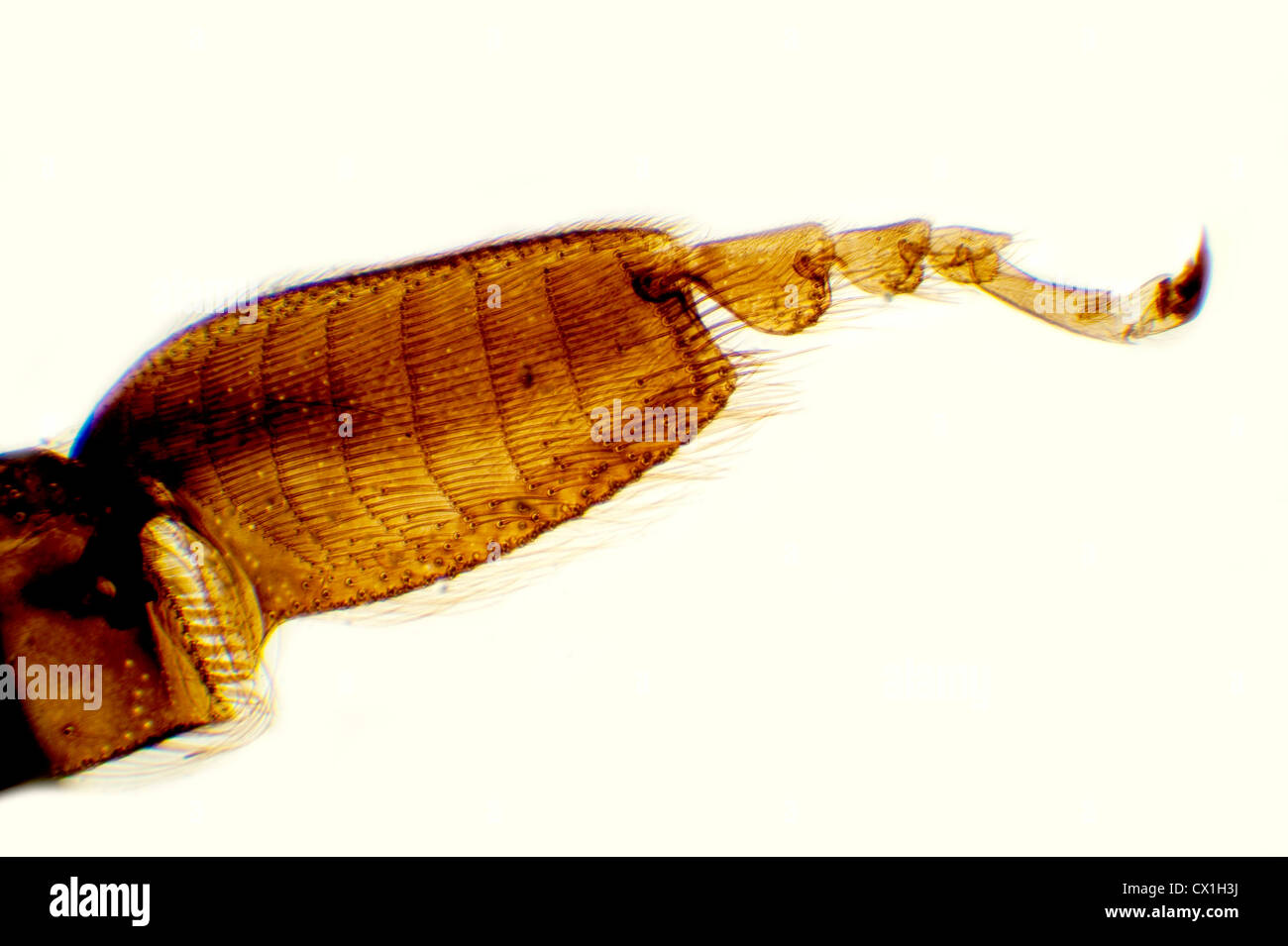 Microscopiche del piede e della gamba di Honey Bee Apis mellifera REGNO UNITO Foto Stock