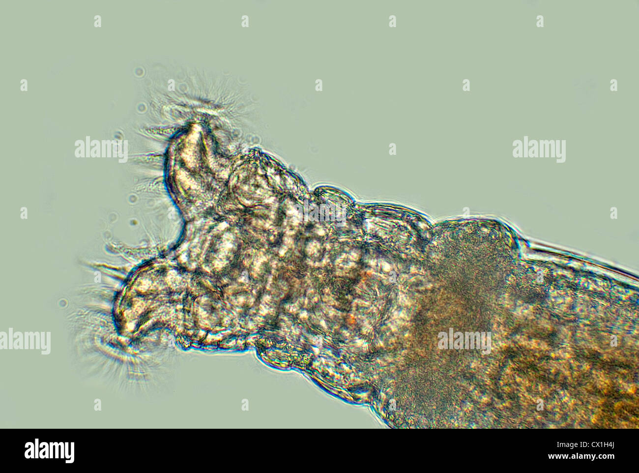 Rotifer Collotheca alimentazione su batteri con cilla estesa Foto Stock