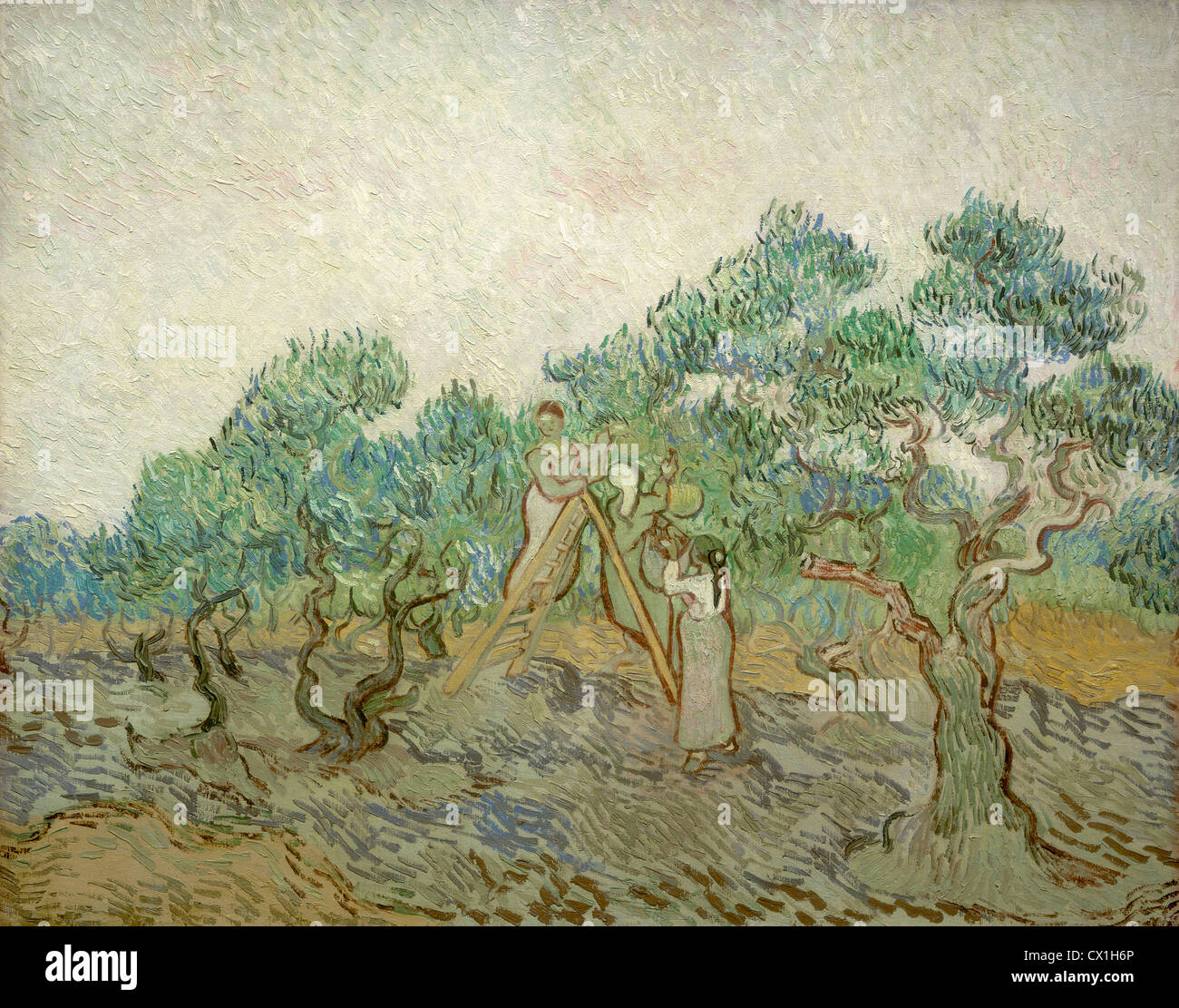 Vincent van Gogh (Olandese, 1853 - 1890 ), i campi di olivi, 1889, olio su tela Foto Stock