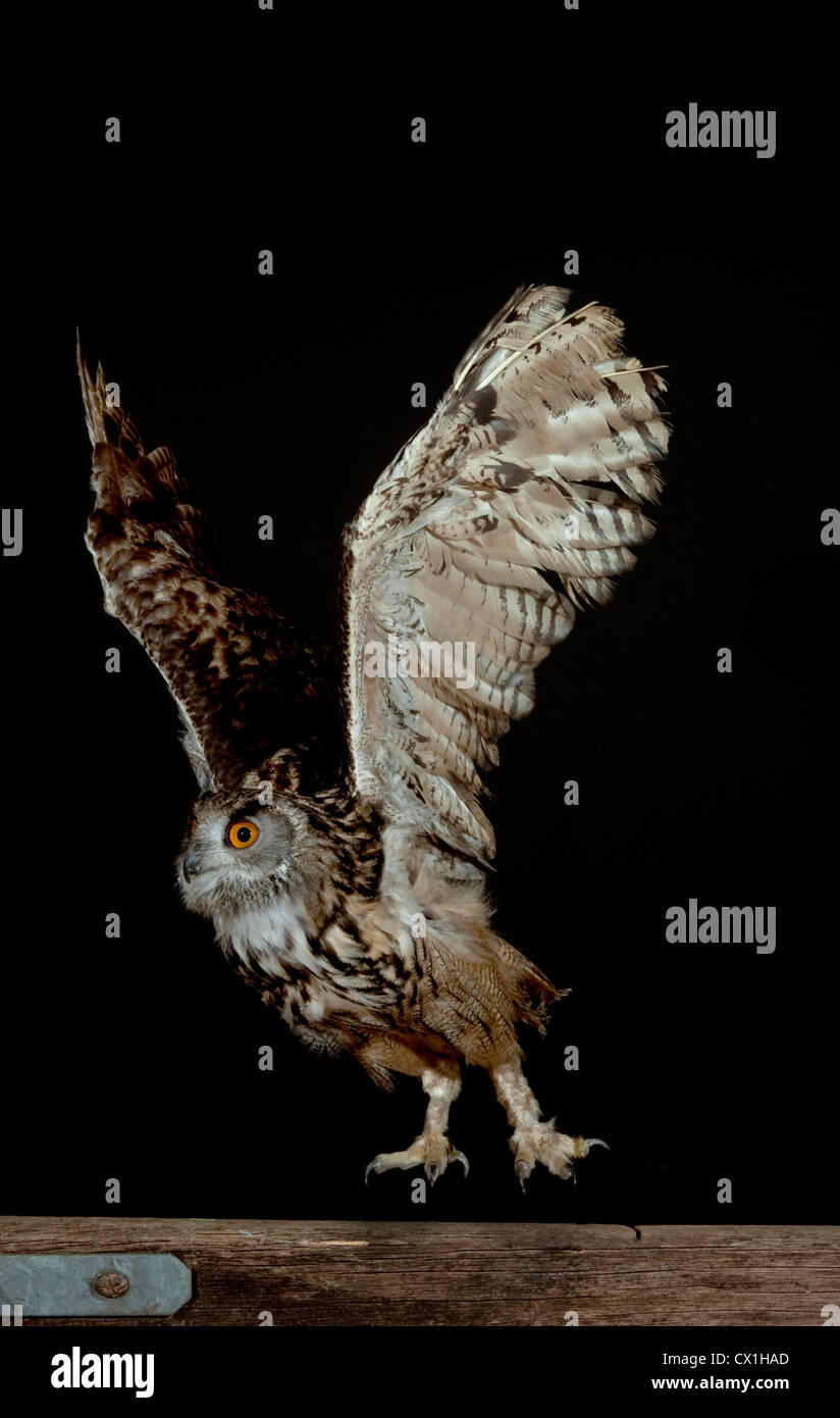 Unione Gufo Reale Bubo bubo Kent REGNO UNITO volare lontano dal palo da recinzione di decollo ad alta velocità tecnica fotografica Foto Stock