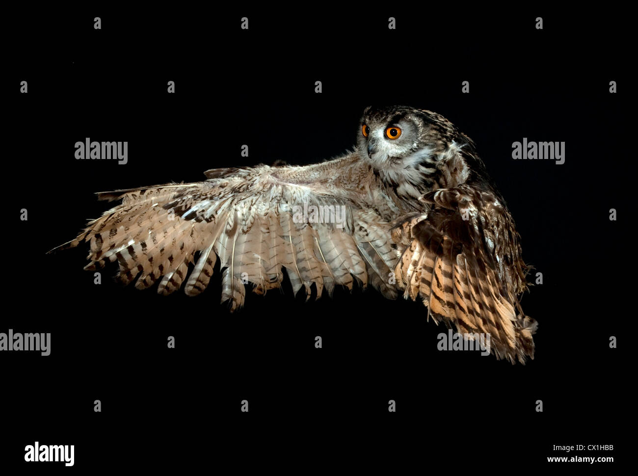 Unione Gufo Reale Bubo bubo Kent REGNO UNITO battenti prendendo il largo ad alta velocità tecnica fotografica Foto Stock