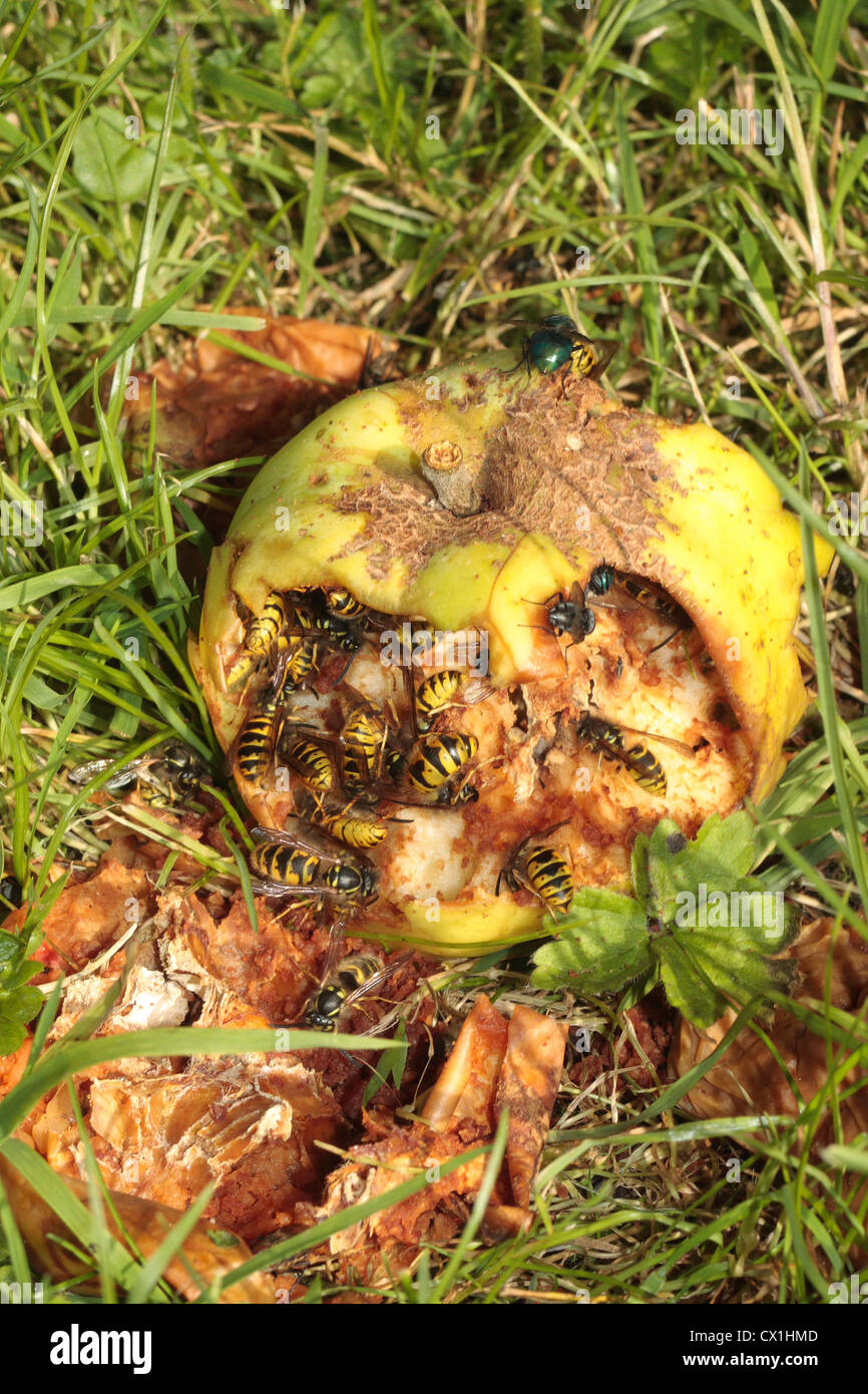Vespe comune alimentazione su un decadimento di apple. Foto Stock