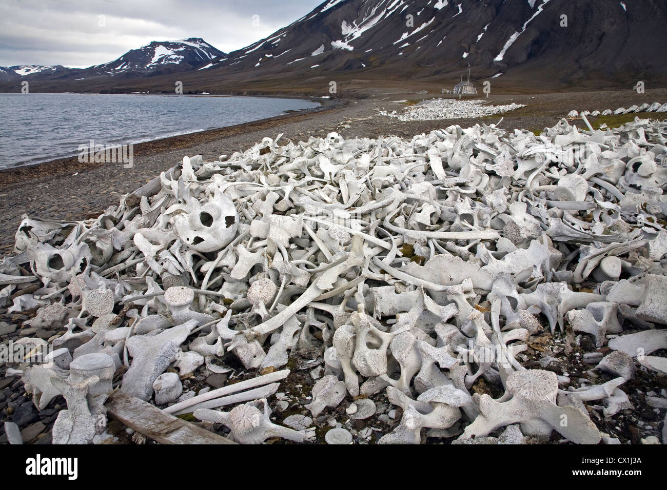 Vecchio sbiancato ossa di balena in Hornsund, Svalbard, Spitsbergen, Norvegia Foto Stock