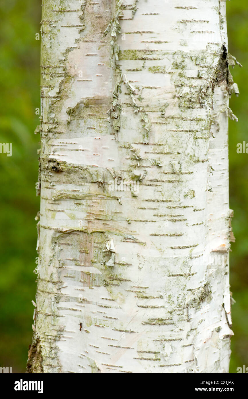 Argento Betulla Betula pendula Oriente Blean Woodlands Kent REGNO UNITO Kent Wildlife Trust vicino upf di corteccia giovane albero Foto Stock