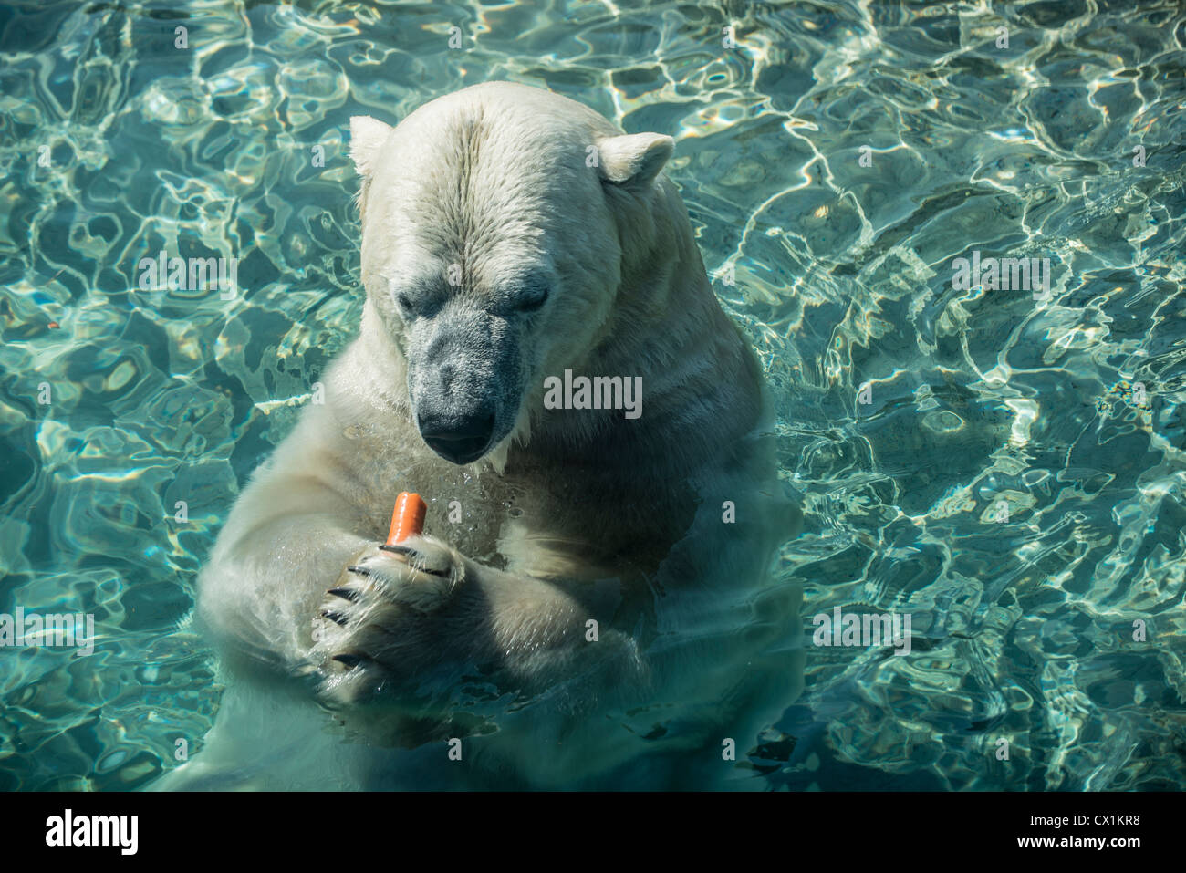 Orso polare di mangiare la carota Foto Stock