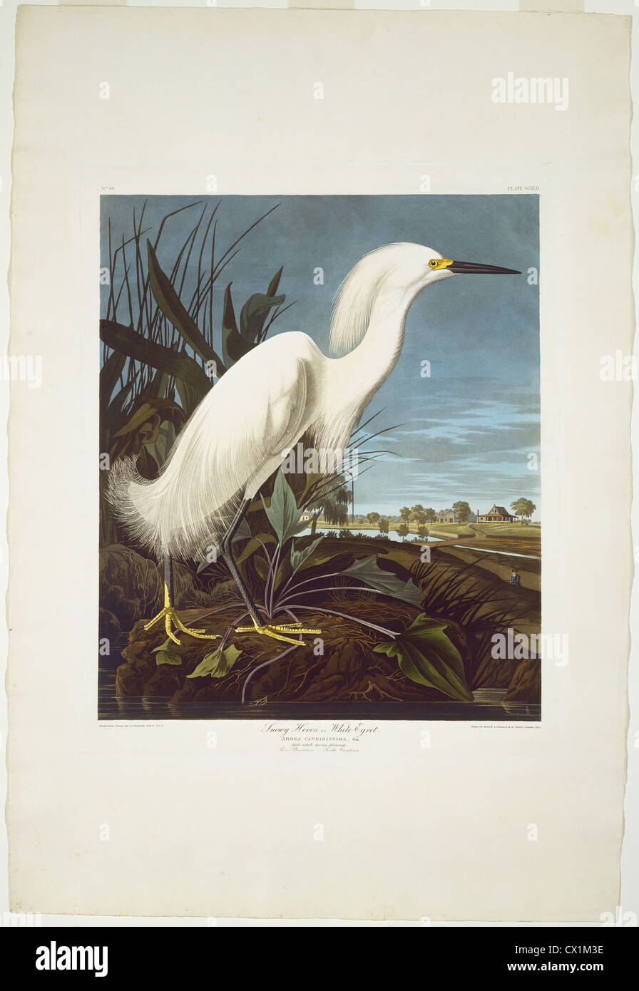 Robert Havell dopo John James Audubon, Snowy Heron, o airone bianco, americano, 1793 - 1878, 1835, colorate a mano di attacco e di aquat Foto Stock