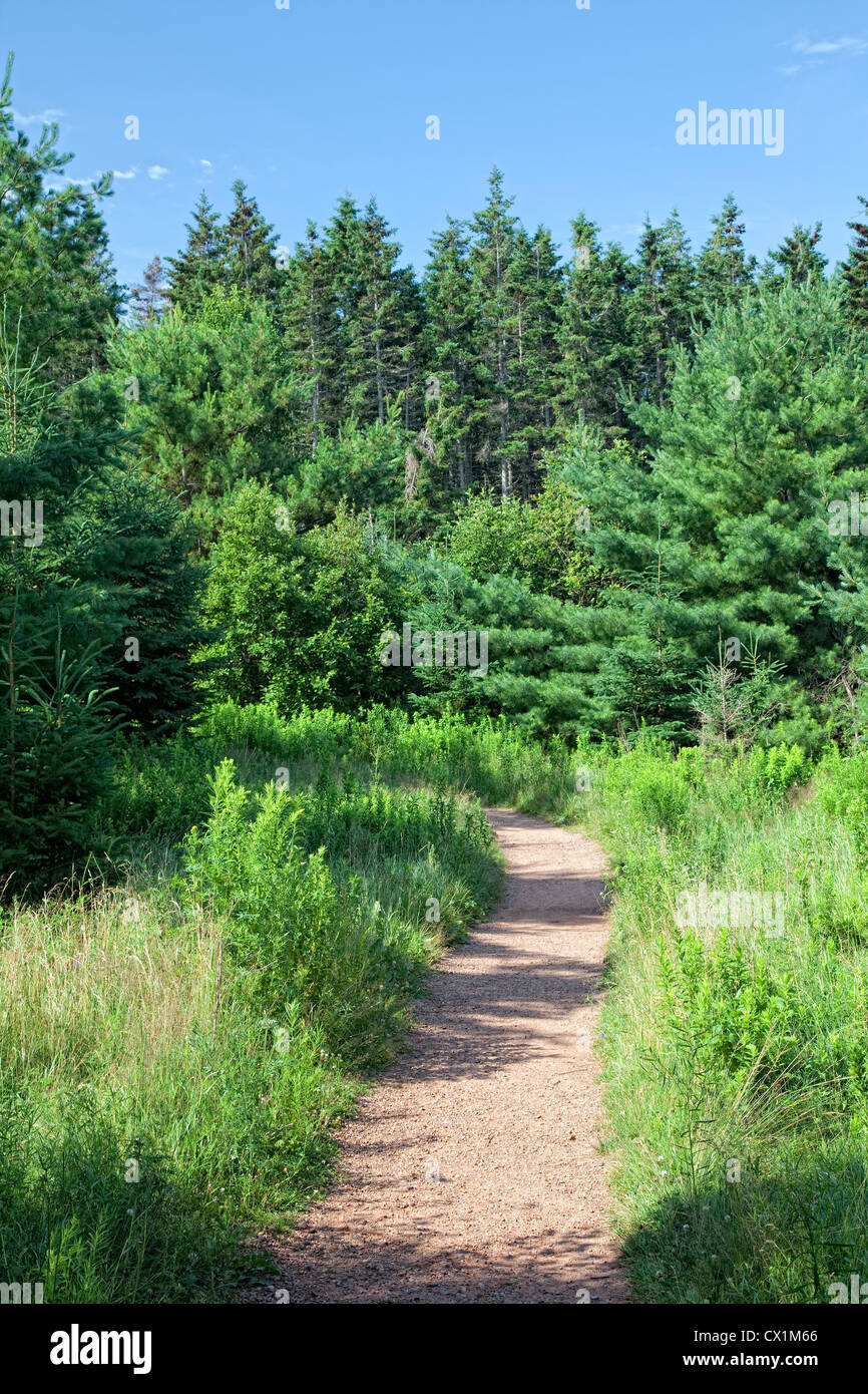 Un sentiero curvo attraverso una foresta settentrionale con sempreverde pino, abete e pino. Foto Stock