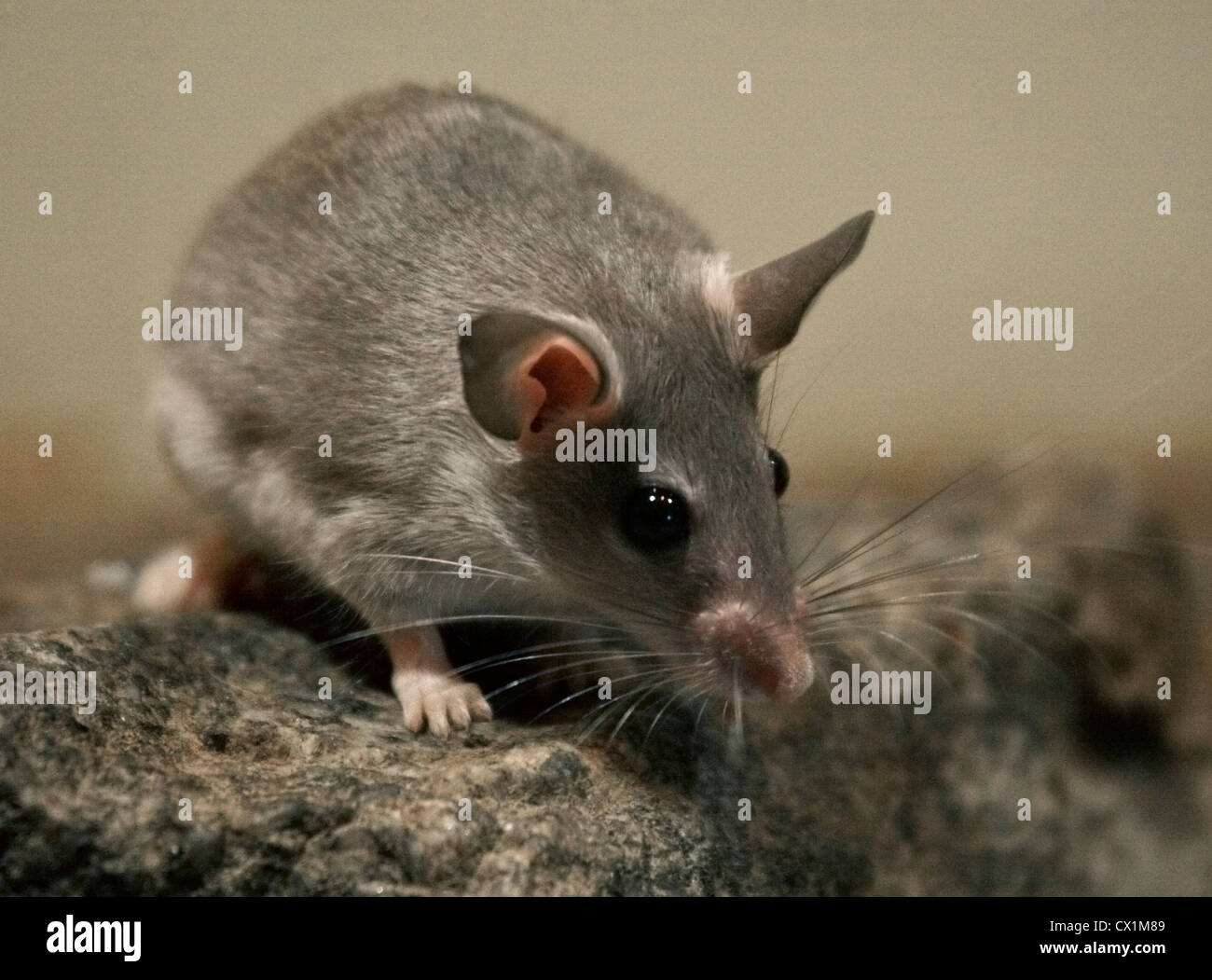 Spinosa (Mouse acomys dimidiatus) Foto Stock