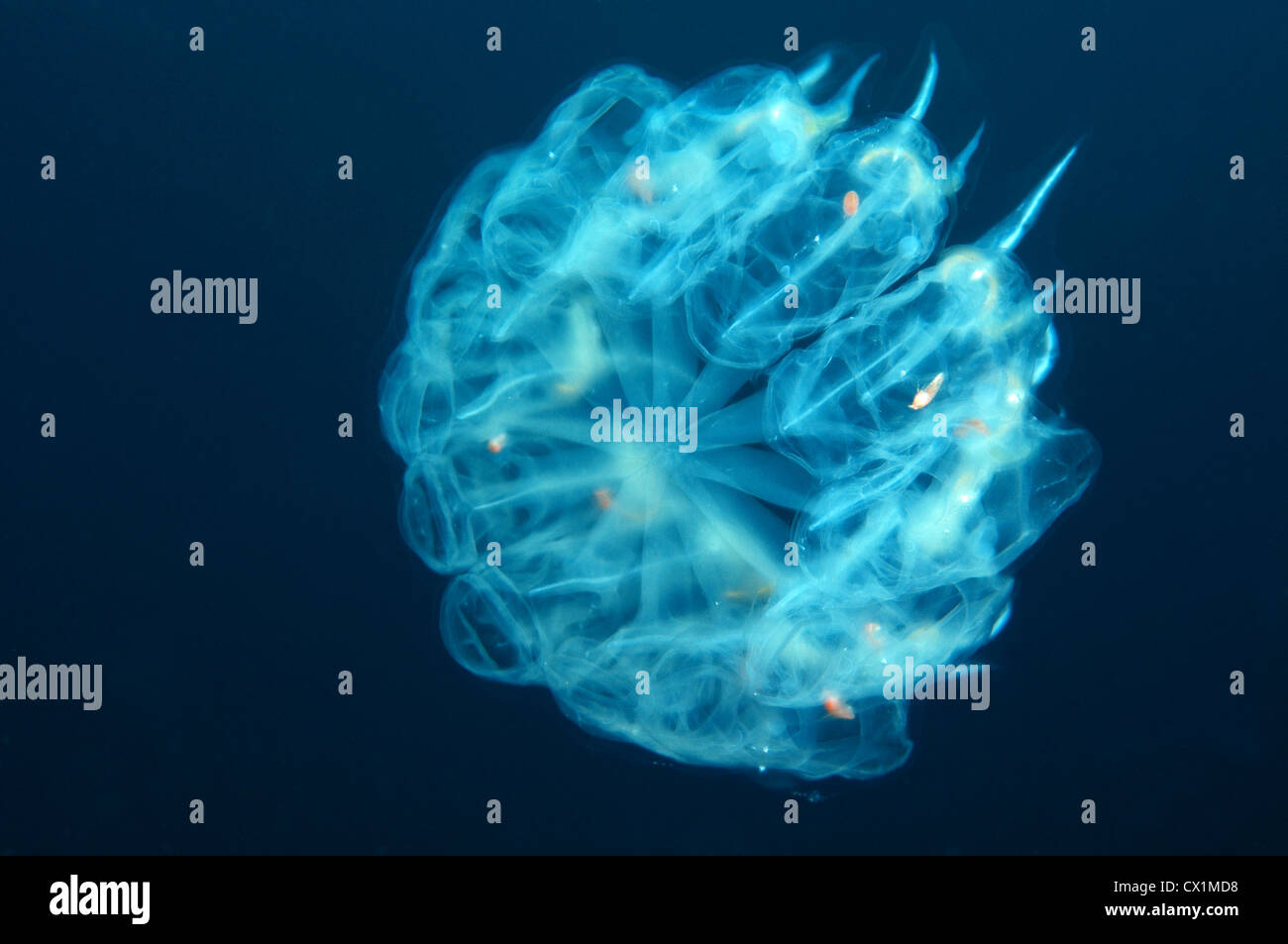 Colony panettiere cyclosalpa (cyclosalpa bakeri). Giappone Mare, Estremo Oriente, Primorsky Krai, Federazione russa Foto Stock