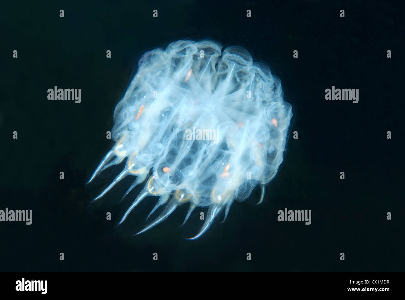 Colony panettiere cyclosalpa (cyclosalpa bakeri). Giappone Mare, Estremo Oriente, Primorsky Krai, Federazione russa Foto Stock