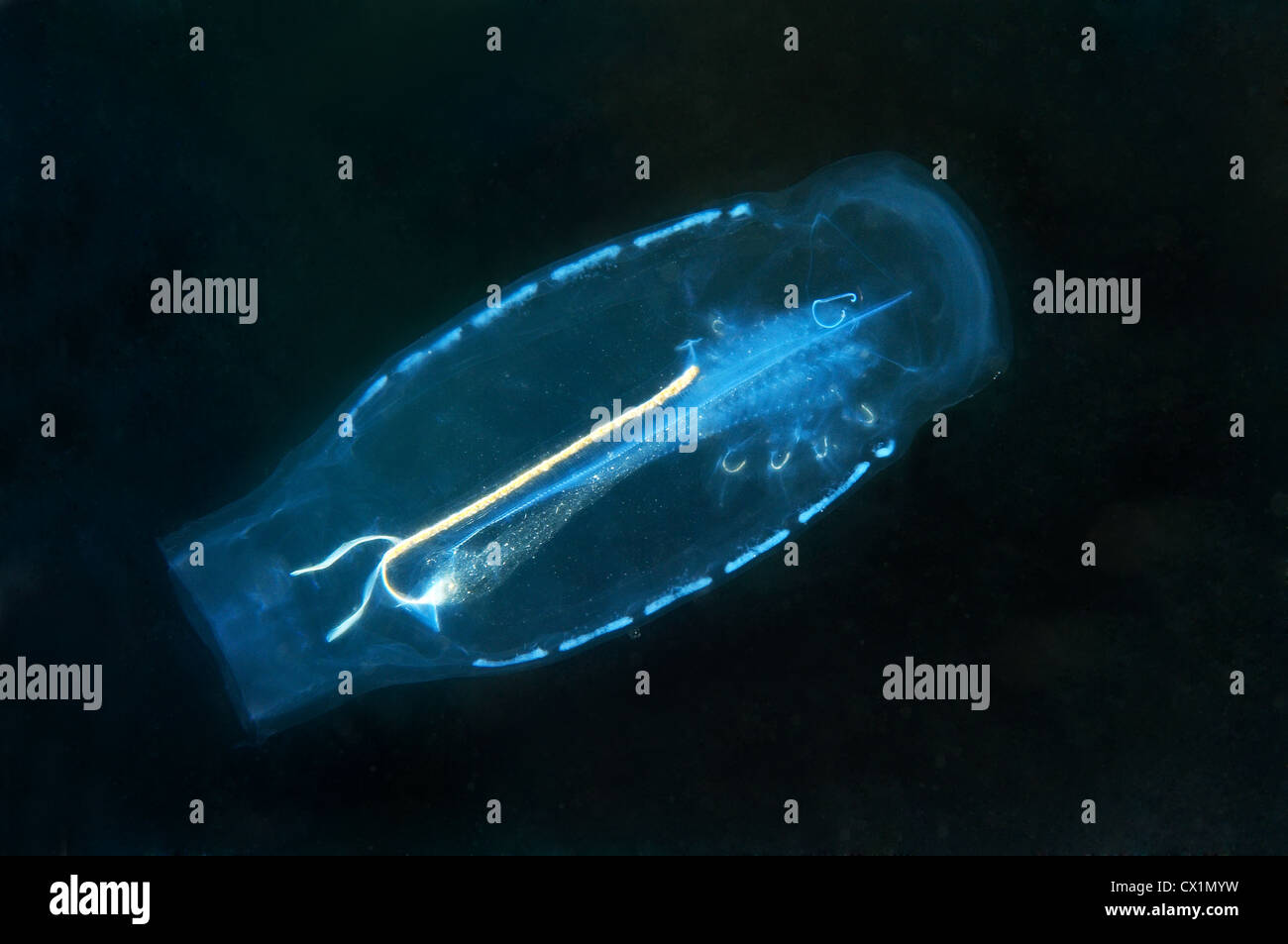 Baker's cyclosalpa (cyclosalpa bakeri). Giappone Mare, Estremo Oriente, Primorsky Krai, Federazione russa Foto Stock