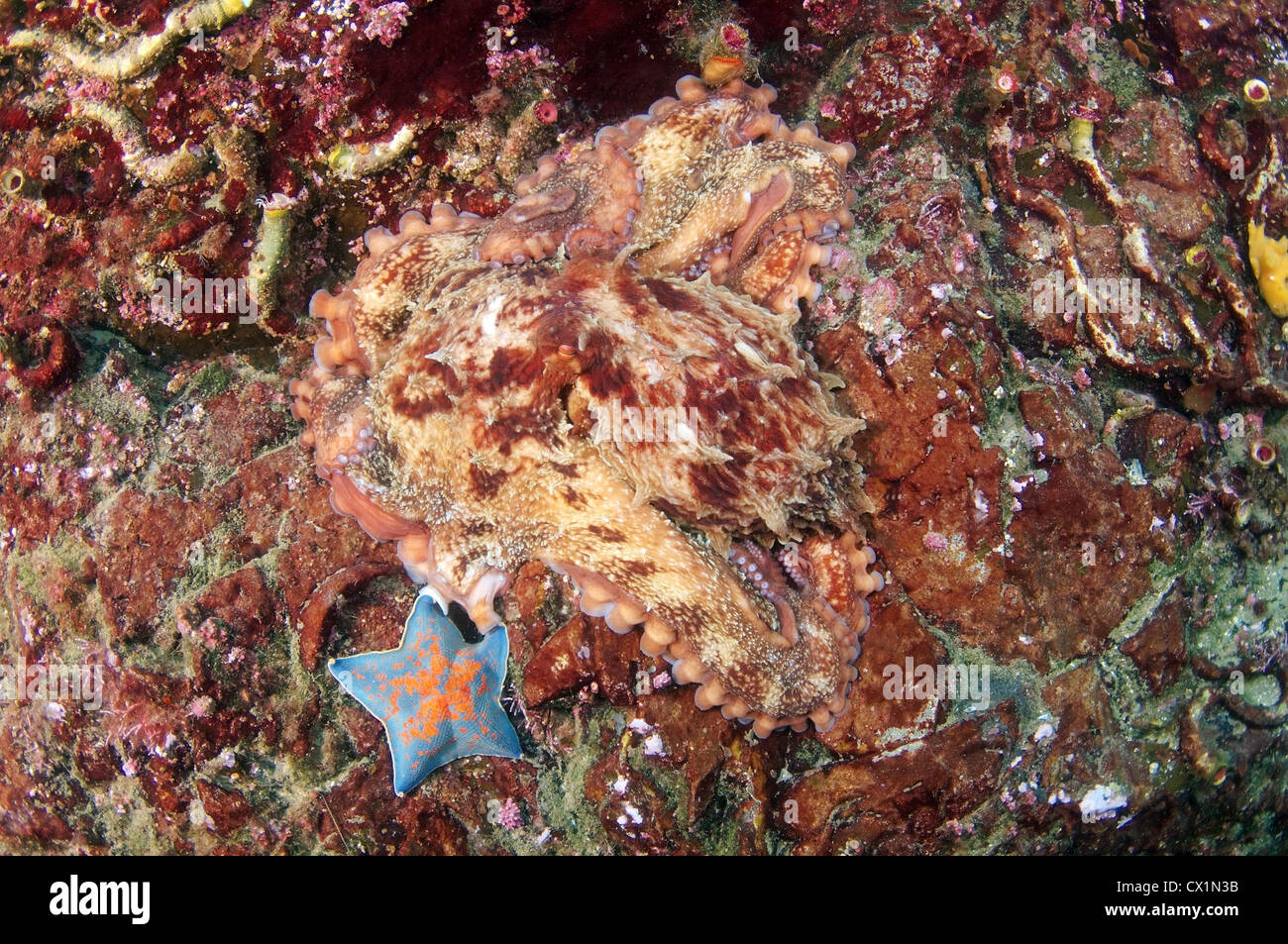 Gigante polpo del Pacifico o del Pacifico del Nord polpo gigante, (Enteroctopus dofleini). Giappone Mare, Estremo Oriente, Primorsky Krai, Russia Foto Stock