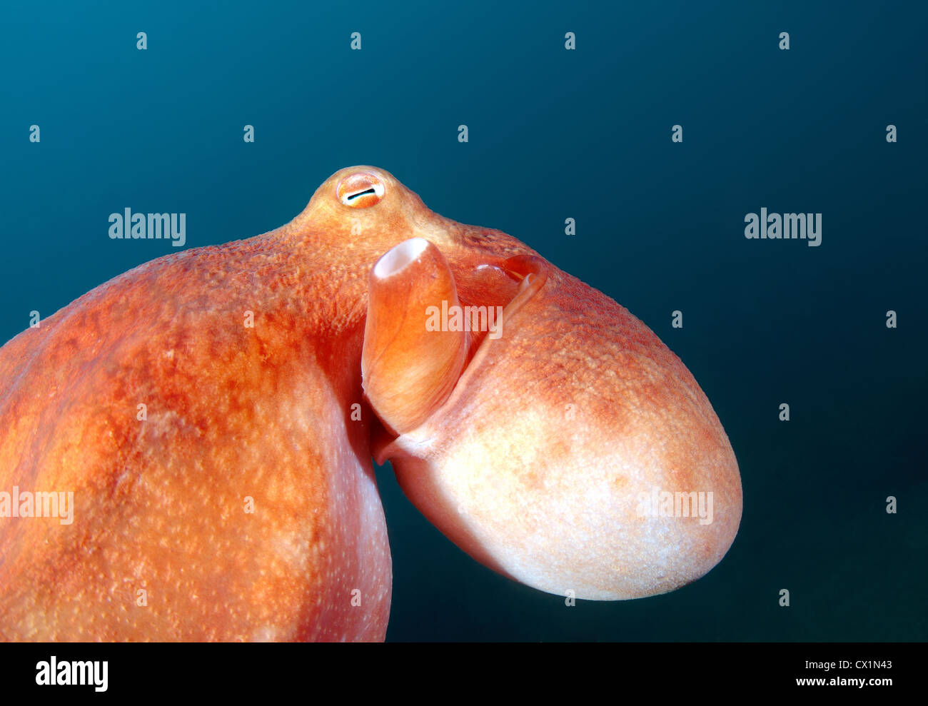 Gigante polpo del Pacifico o del Pacifico del Nord polpo gigante, (Enteroctopus dofleini). Giappone Mare, Estremo Oriente, Primorsky Krai, Russia Foto Stock