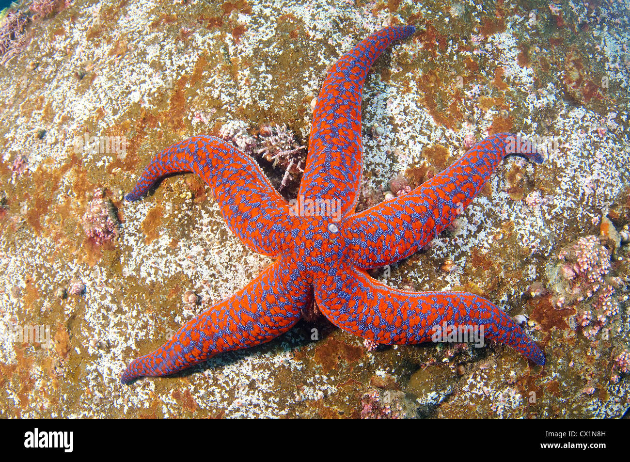 Starfish (evasterias retifera) Giappone Mare, Estremo Oriente, Primorsky Krai, Federazione russa Foto Stock