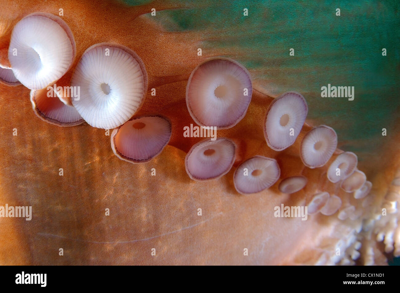 Gigante polpo del Pacifico o del Pacifico del Nord polpo gigante, (Enteroctopus dofleini). Giappone Mare, Estremo Oriente, Primorsky Krai, Russia Foto Stock