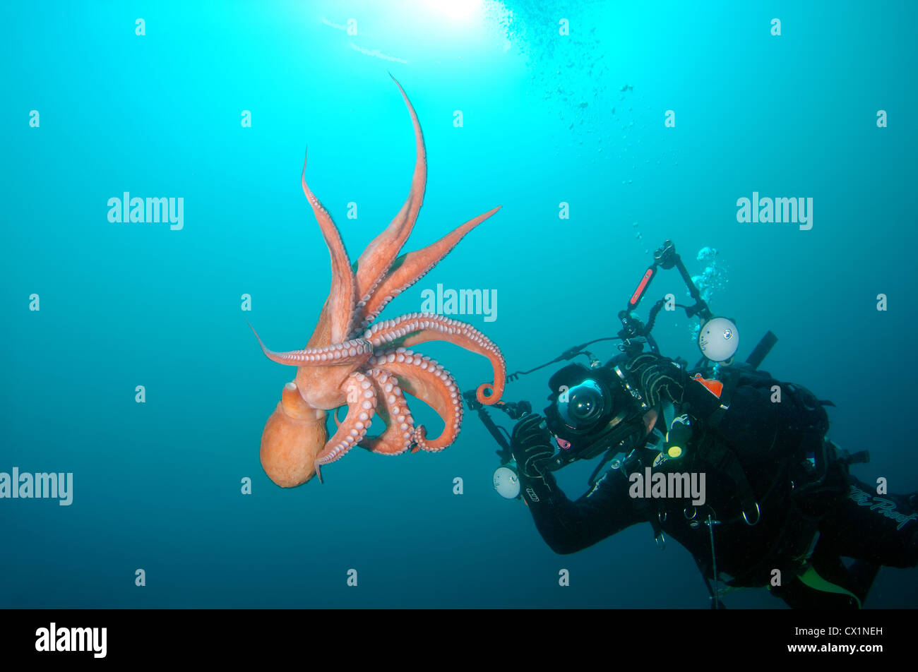 Gigante polpo del Pacifico o del Pacifico del Nord polpo gigante, (Enteroctopus dofleini). Giappone Mare, Estremo Oriente, Primorsky Krai, Russia Foto Stock