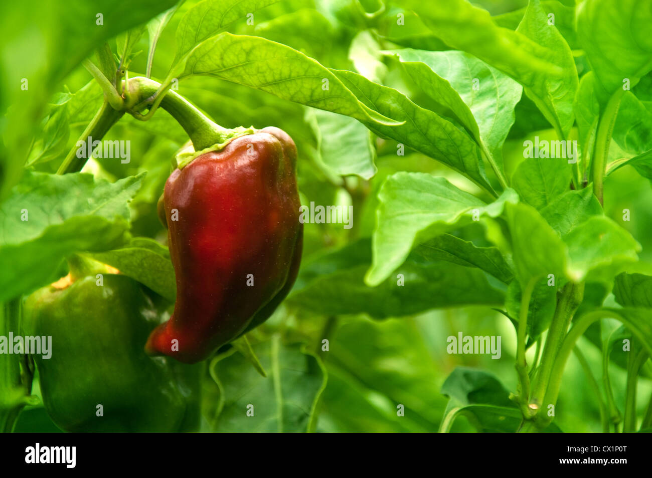 Pepper Plant; gustoso la paprica rossa in giardino Foto Stock