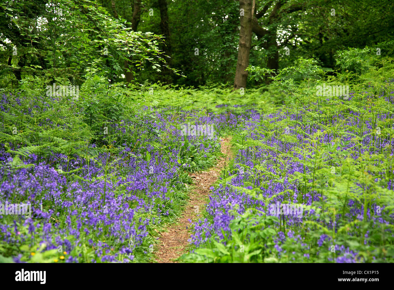 Comune di British blue bells (Hyacinthoides non scripta), in legno di faggio, Clytha Hill, Bettws Newydd, Monmouthshire Foto Stock