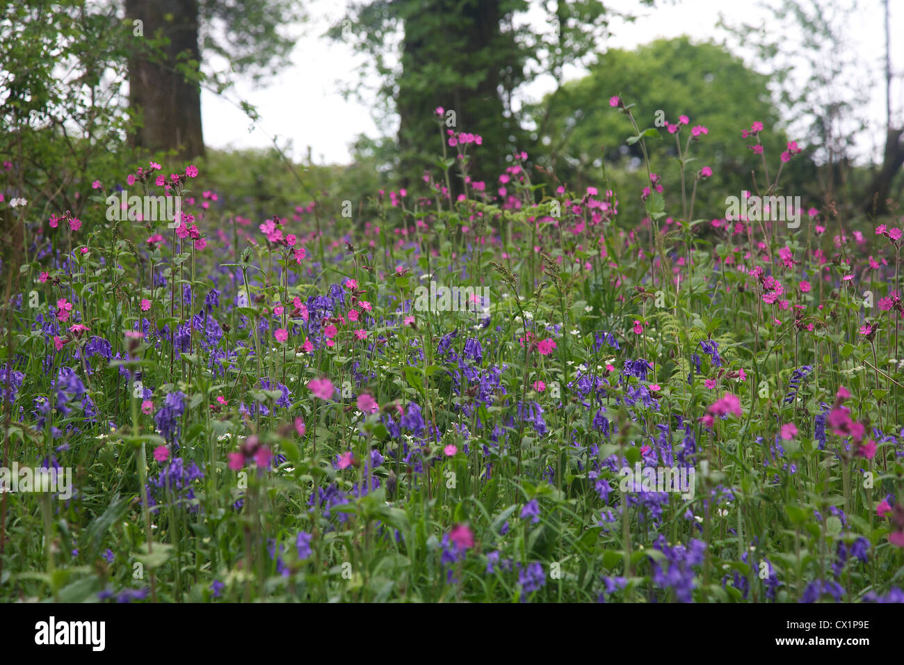 Comune di British Blue Bells e red campion a Clytha Hill, Bettws Newydd, Monmouthshire, South East Wales, Regno Unito Foto Stock