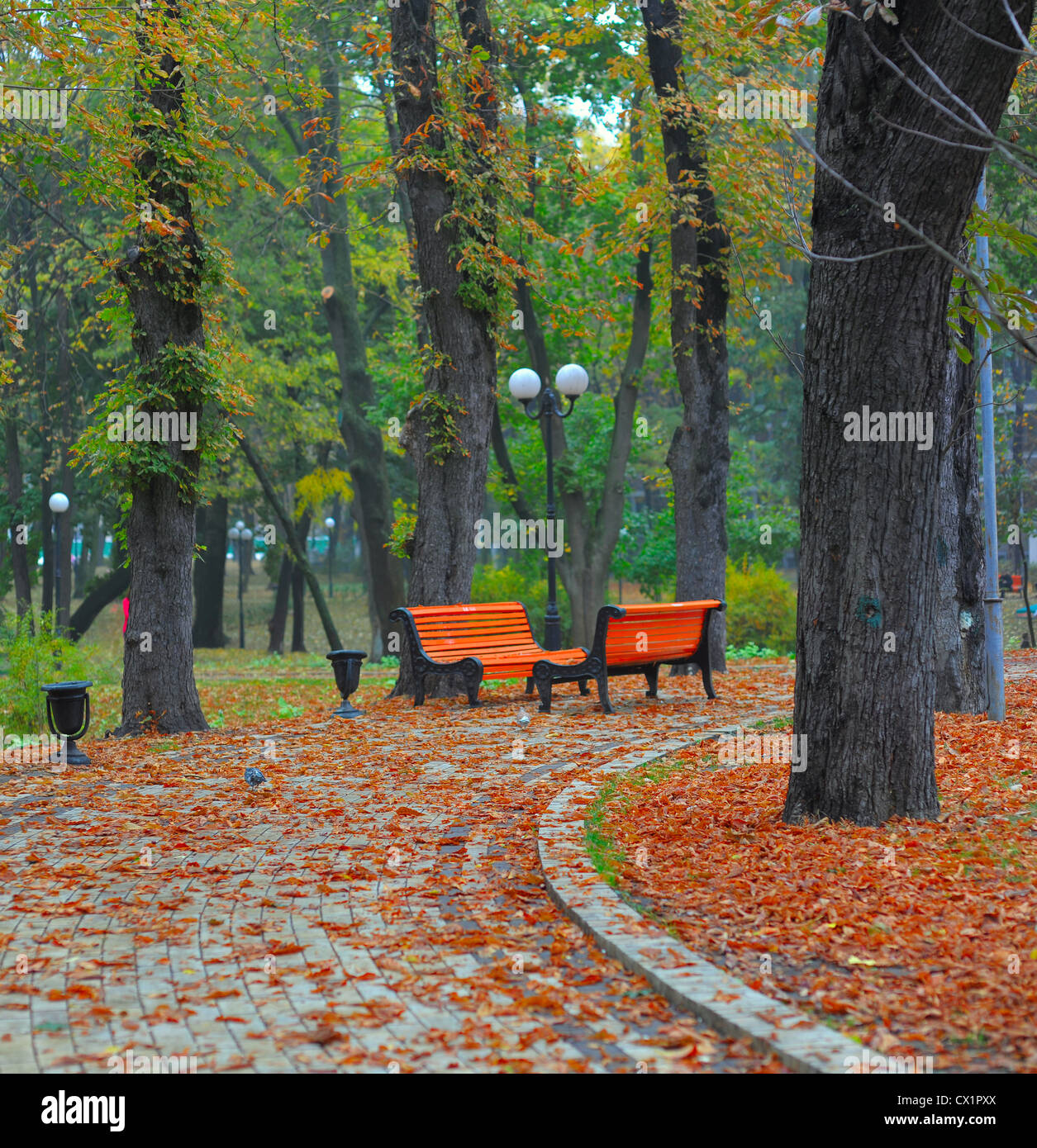 Panchine nel parco della città in autunno Foto Stock