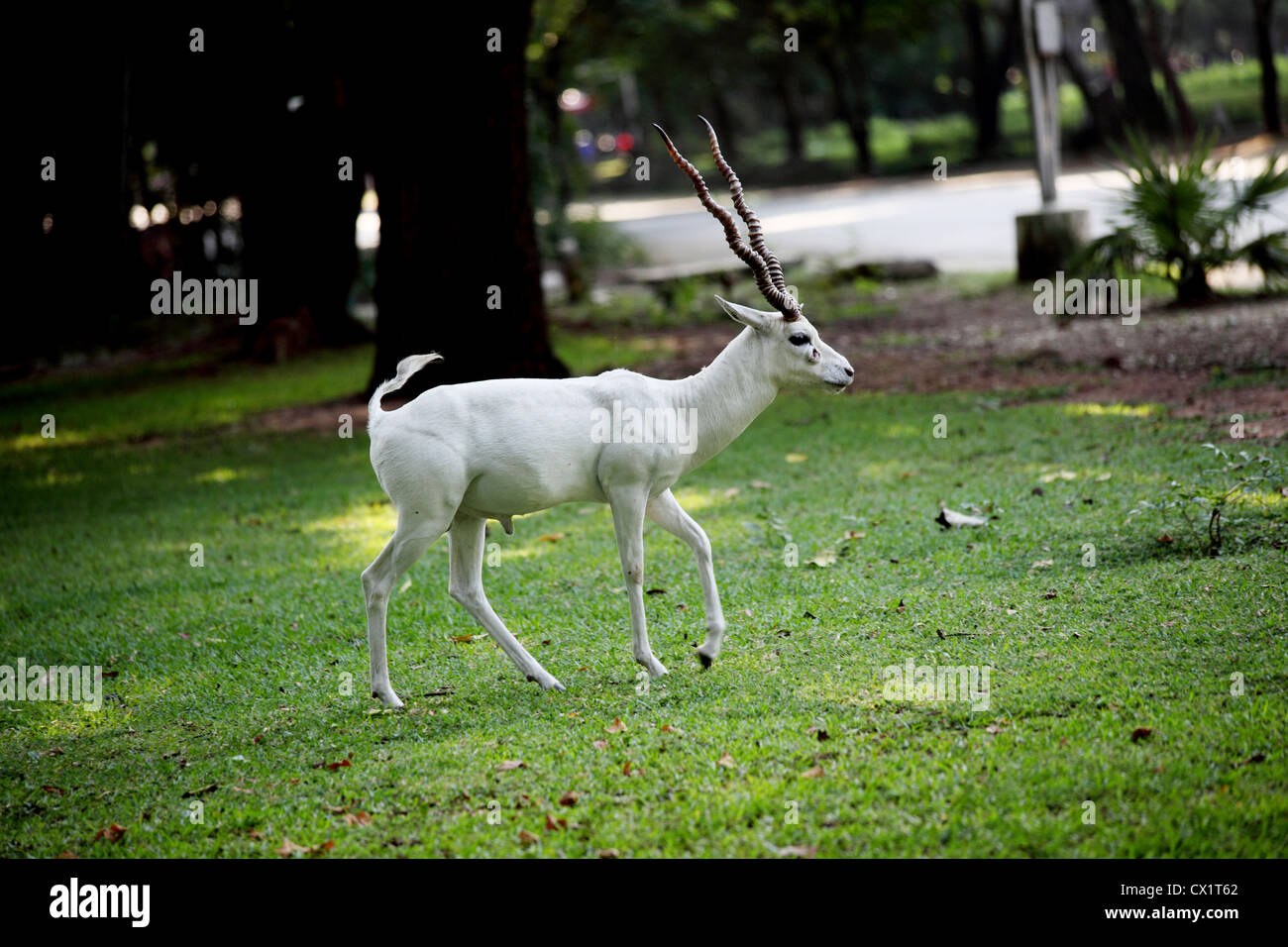 Una bianca Antilope in un parco Foto Stock