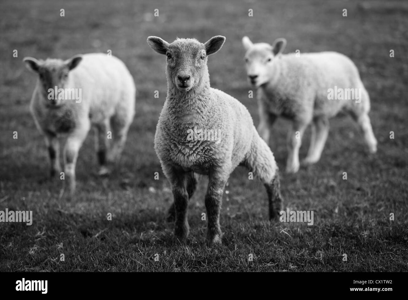 3 bambino in bianco e nero gli agnelli nel campo di campagna Foto Stock