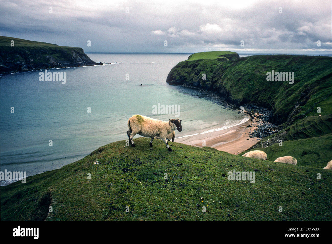 Pecore lungo le scogliere di Moher durante una tempesta Shannon - Irlanda Foto Stock