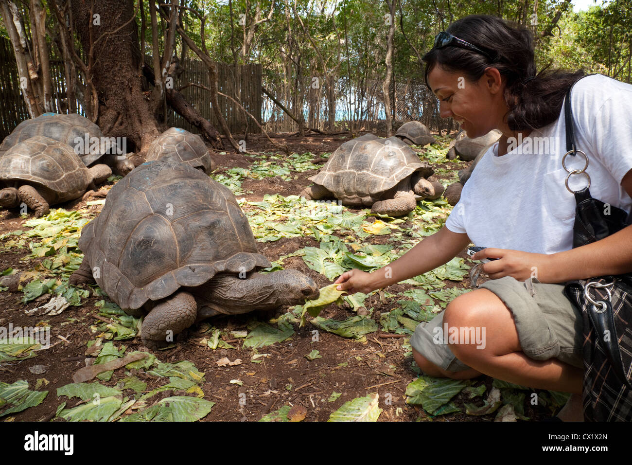 Una giovane donna di alimentazione di una gigantesca tartaruga Aldabra sull isola prigione (Changuu), Zanzibar Africa Foto Stock