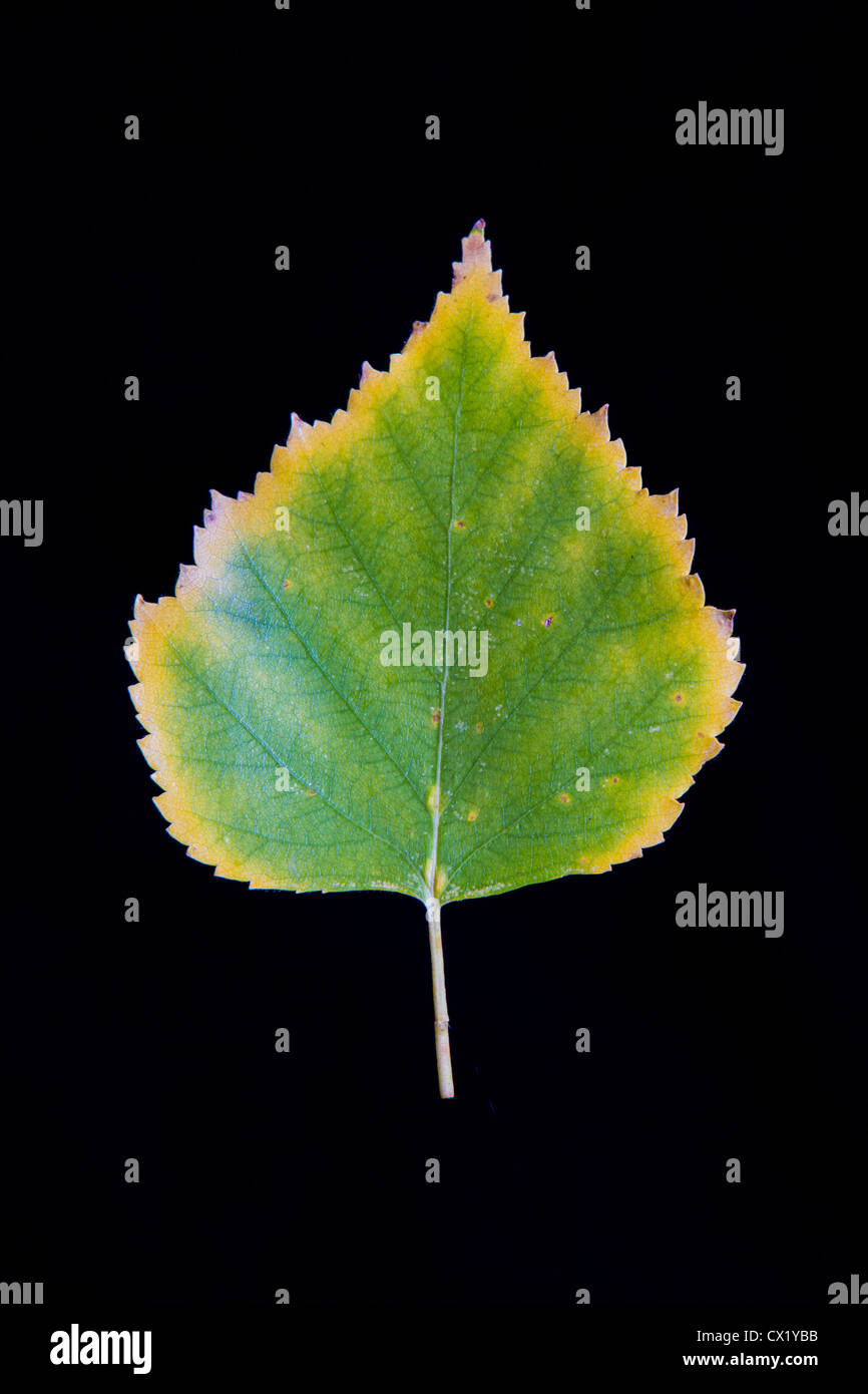 Foglia di betulla immagini e fotografie stock ad alta risoluzione - Alamy