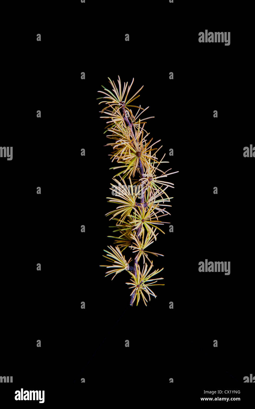 Un ramoscello di un Tamarack o Larice (Larix laricina) una rara conifera decidua diventa giallo in autunno, Alaska, Stati Uniti d'America. Foto Stock