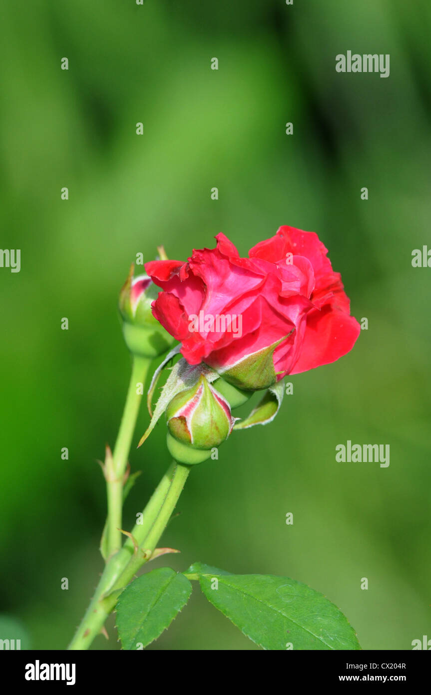 Rosa rossa che fiorisce in estate Foto Stock