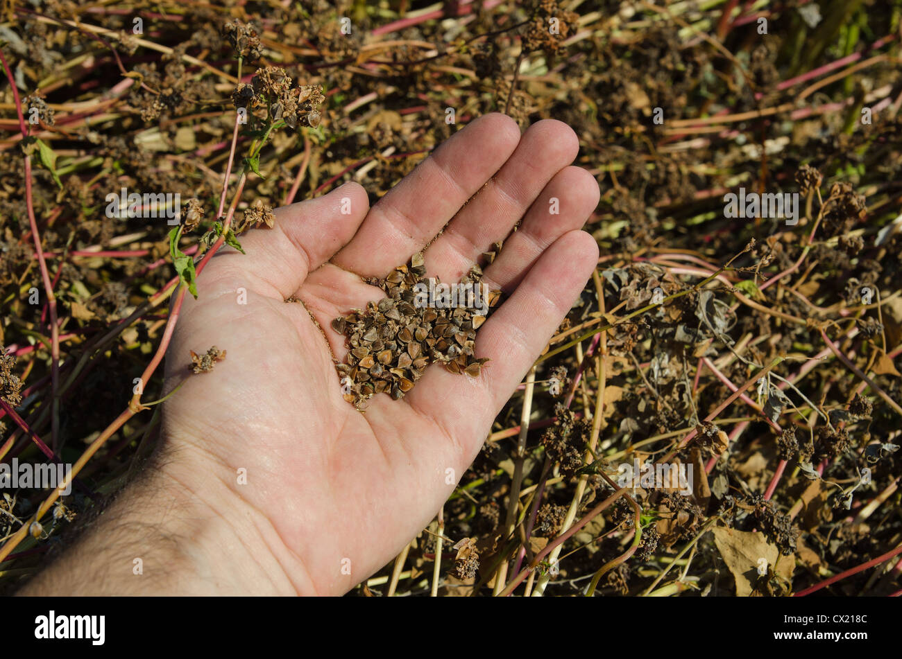 Il grano saraceno in mano sul campo Foto Stock