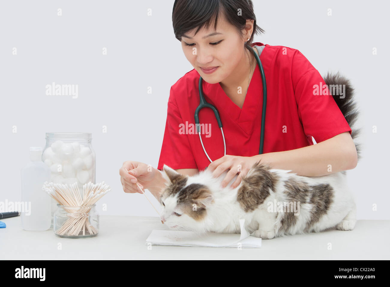 Asian veterinario femmina la pulizia del gatto di orecchio con un batuffolo di cotone contro uno sfondo grigio Foto Stock